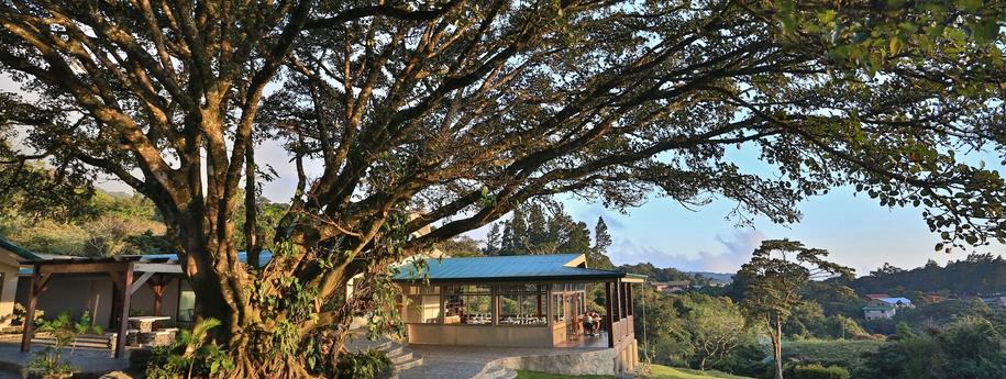 מלון סנטה מונטה ורדה עם טבה מסביב ועץ עצום