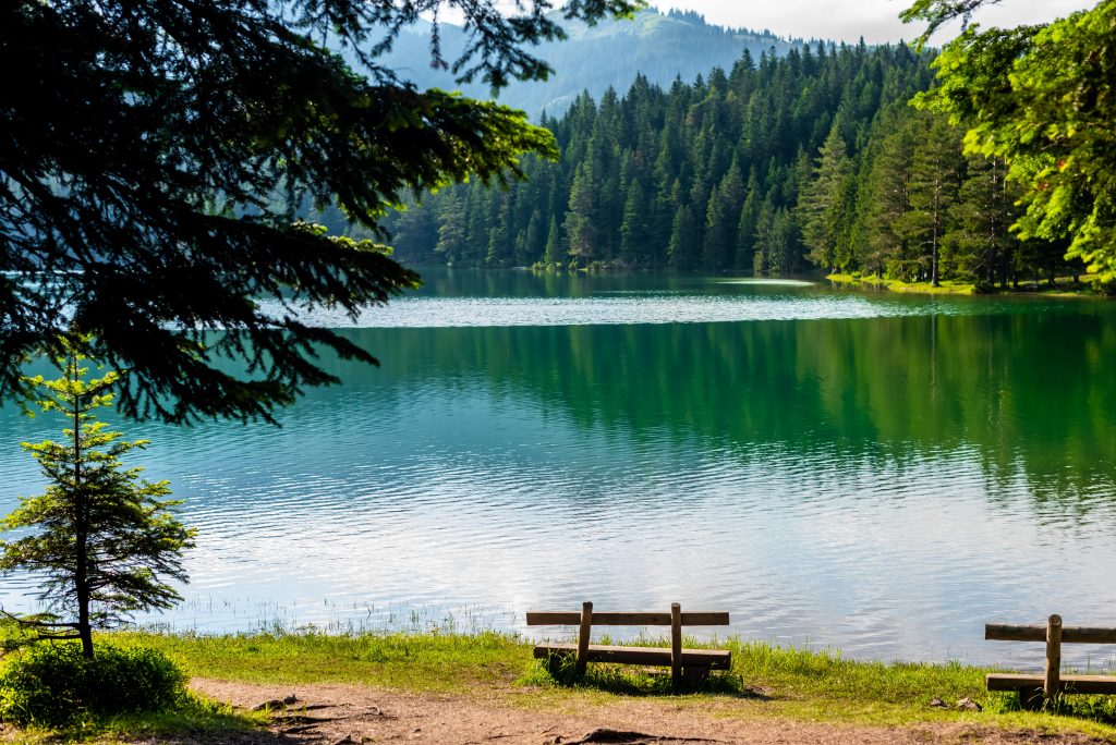 ספסל על שפת האגם ביער השחור
