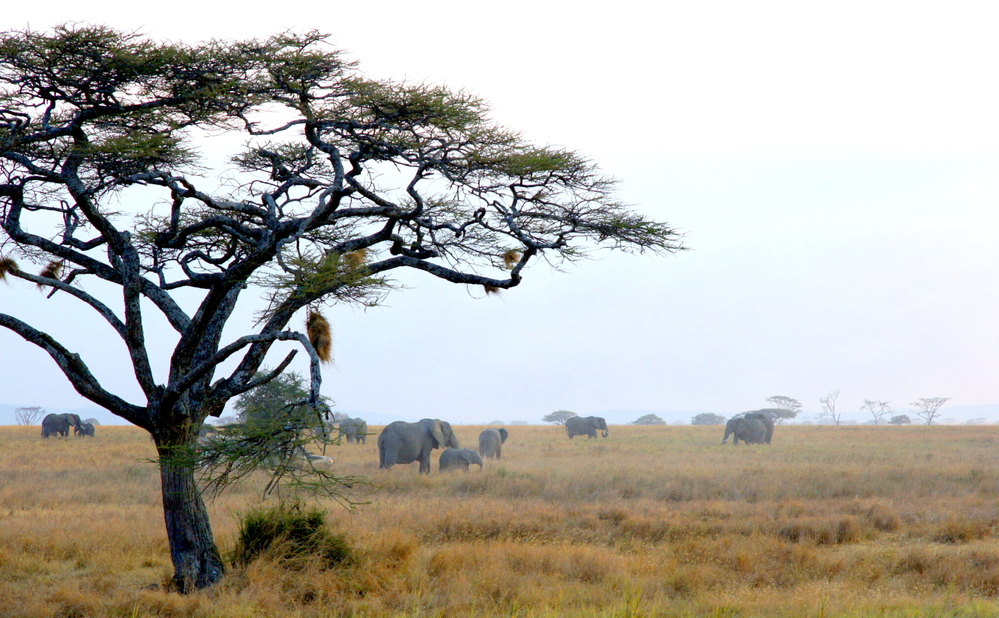 עץ אקסיה ועדר פילים מאחורה מטיילים בפארק