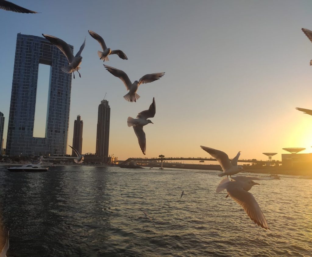 יונים עפות מול הנמל בדובאי בשקיעה