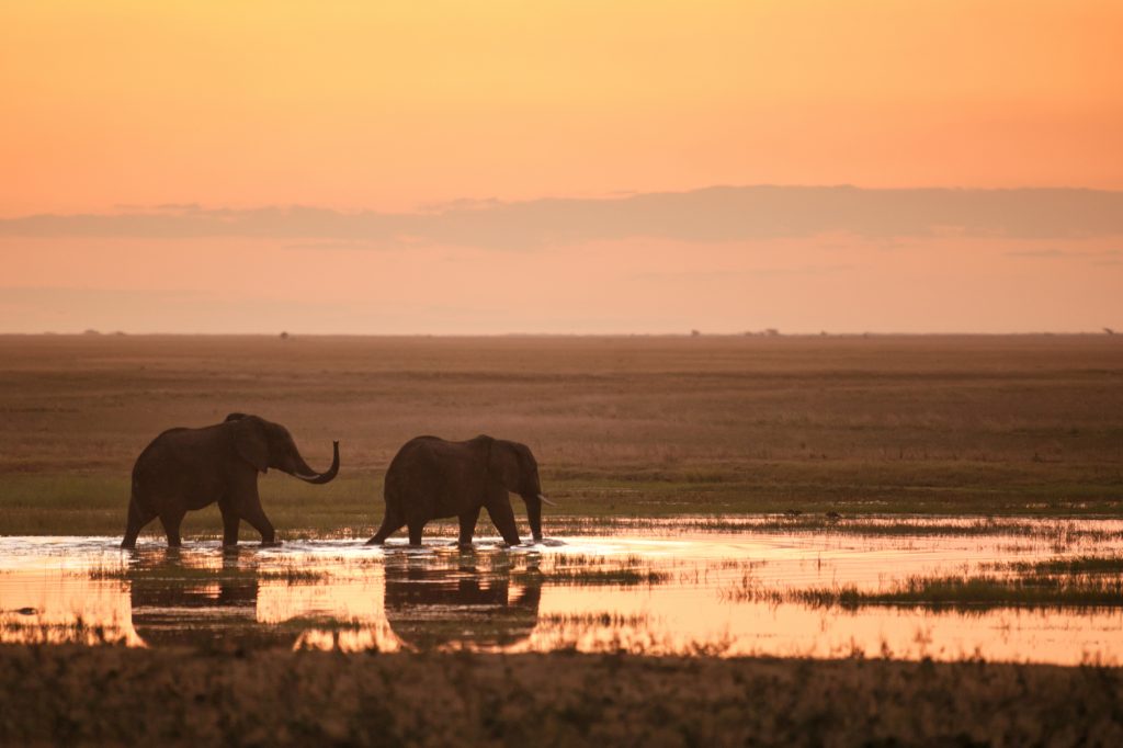 זוג פילים מטיילים בטע בשקיעה