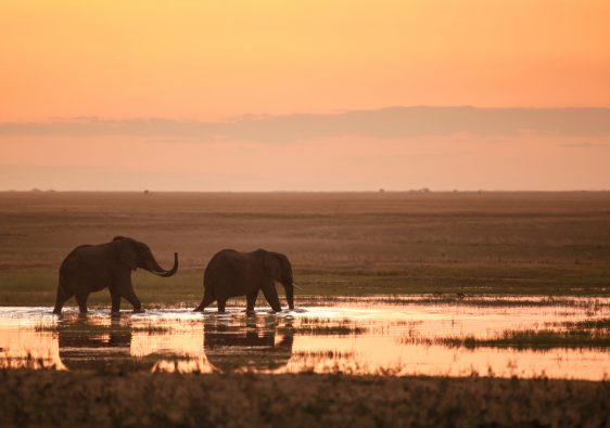 זוג פילים מטיילים בטע בשקיעה