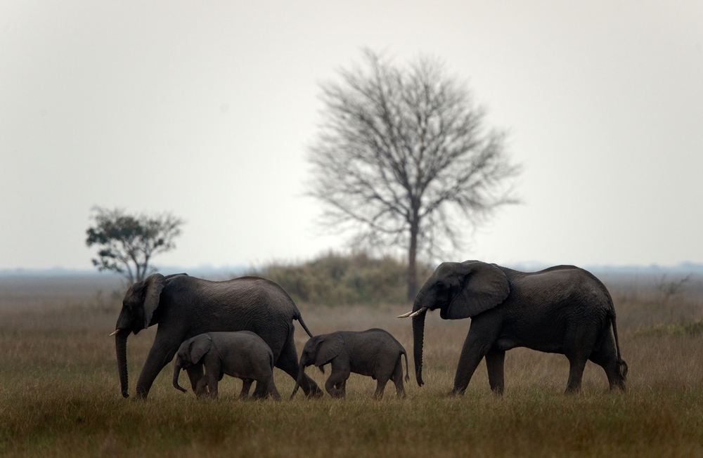 משפחת פילים מטיילת בטבע