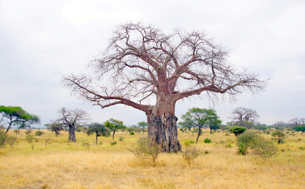 עץ מיוחד באמצע הטבע בזמביה
